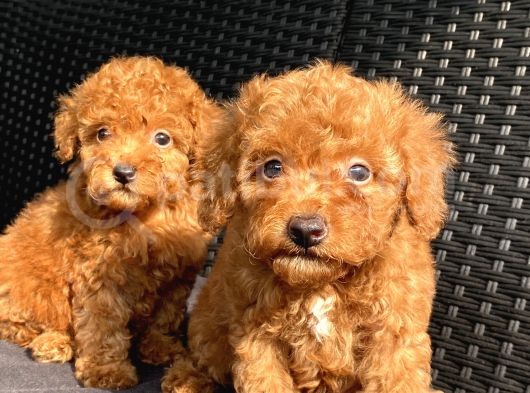 Aranan Renk Koyu Kızıl (Red Brown Poodle) görsel