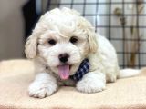 Maltipoo Yavruları