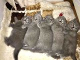 15 Gün Sonra Teslim Scottish Fold Yavrular