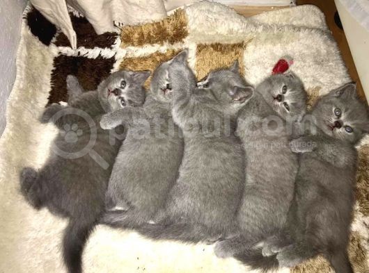 15 Gün Sonra Teslim Scottish Fold Yavrular