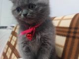 15 Gün Sonra Teslim Scottish Fold Yavrular