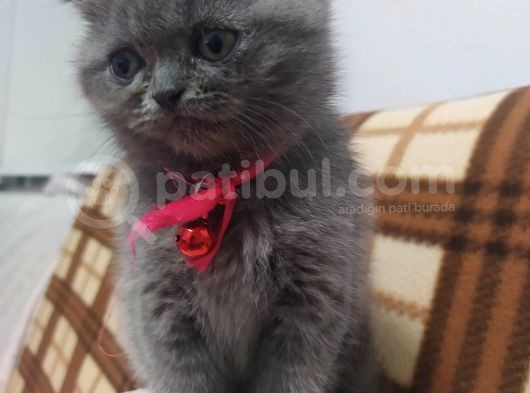 15 Gün Sonra Teslim Scottish Fold Yavrular görsel