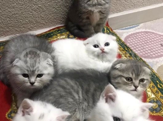15 Gün Sonra Teslim Scottish Fold Yavrular görsel