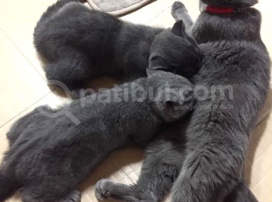 15 Gün Sonra Teslim Scottish Fold Yavrular görsel