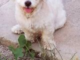 1 Yaşında Maltese Terrier Kardeşler