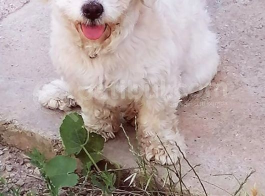 1 Yaşında Maltese Terrier Kardeşler görsel