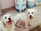 1 Yaşında Maltese Terrier Kardeşler