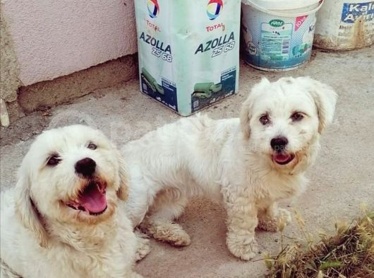 1 Yaşında Maltese Terrier Kardeşler görsel