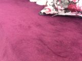 Son 1 Tane Scottish Fold Yavrumuz 55 Günlük