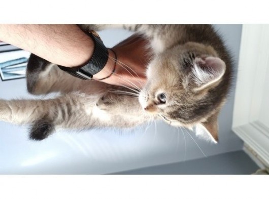 British Shorthair görsel