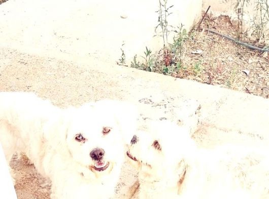1 Yaşında Maltese Terrier Kardeşler