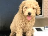 3 Aylık Apricot Poodle Yavrumuz