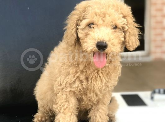 3 Aylık Apricot Poodle Yavrumuz görsel