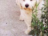 1 Yaşında Maltese Terrier Kardeşler