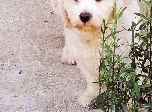 1 Yaşında Maltese Terrier Kardeşler görsel