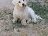 1 Yaşında Maltese Terrier Kardeşler