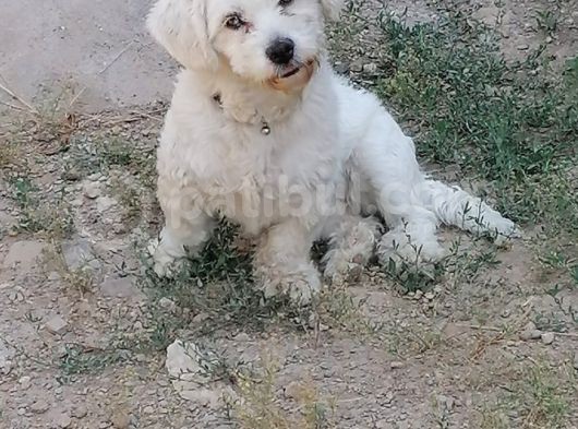 1 Yaşında Maltese Terrier Kardeşler görsel