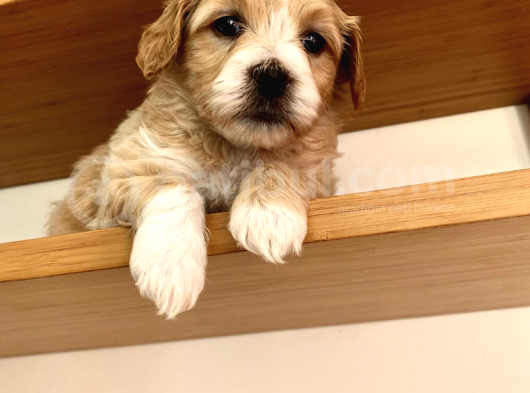 Biblo Gibi Maltipoo görsel