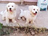 1 Yaşında Maltese Terrier Kardeşler