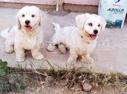 1 Yaşında Maltese Terrier Kardeşler görsel