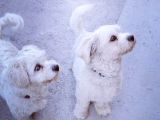 1 Yaşında Maltese Terrier Kardeşler