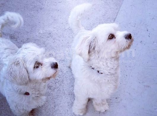 1 Yaşında Maltese Terrier Kardeşler görsel