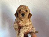 2 Aylık Hem Erkek Hem Dişi Toy Poodle Orijinal