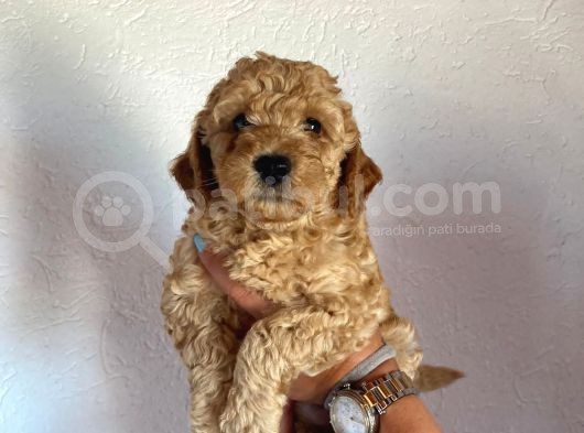 2 Aylık Hem Erkek Hem Dişi Toy Poodle Orijinal görsel