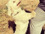 1 Yaşında Maltese Terrier Kardeşler