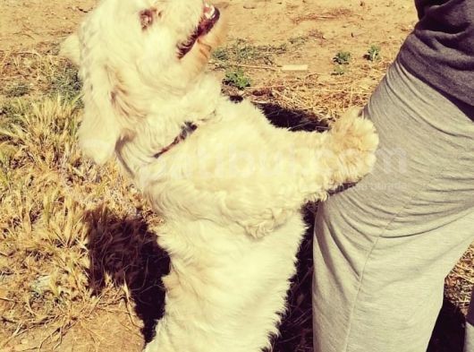 1 Yaşında Maltese Terrier Kardeşler görsel