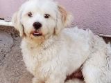 1 Yaşında Maltese Terrier Kardeşler