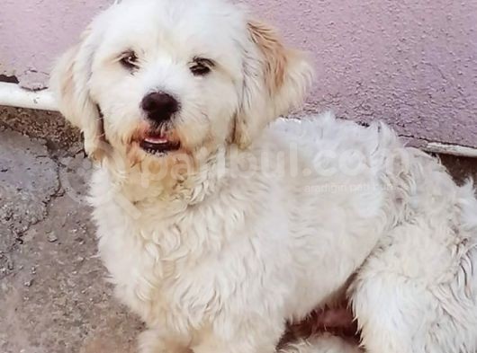 1 Yaşında Maltese Terrier Kardeşler görsel