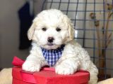 Maltipoo Yavruları