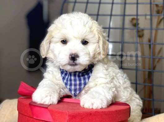 Maltipoo Yavruları görsel