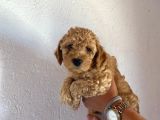 2 Aylık Hem Erkek Hem Dişi Toy Poodle Orijinal