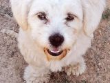 1 Yaşında Maltese Terrier Kardeşler