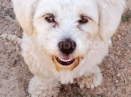 1 Yaşında Maltese Terrier Kardeşler görsel