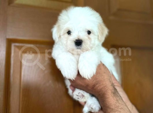 Yakışıklı Maltipoo görsel