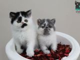 Erkek Bi Color Exotic Shorthair Bebekler