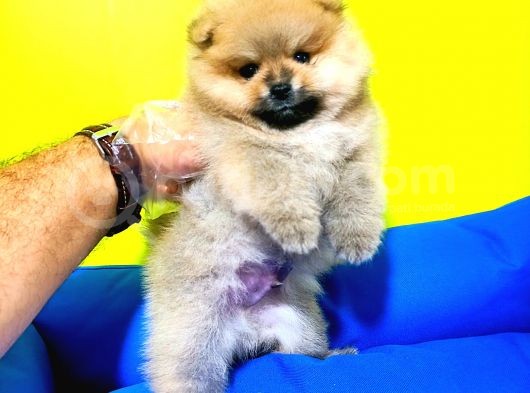 Pomeranian Boo Yavrular Açıklamayı Okuyun