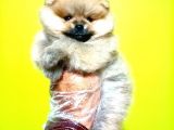 Pomeranian Boo Yavrular Açıklamayı Okuyun