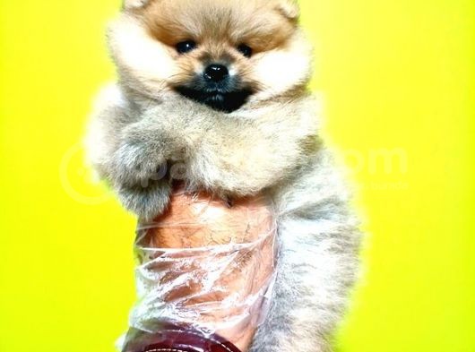 Pomeranian Boo Yavrular Açıklamayı Okuyun görsel