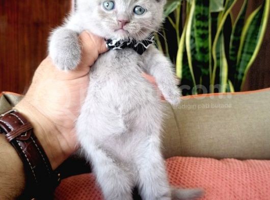 Lilac Scottish Fold görsel