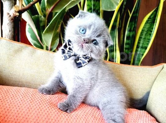 Scottish Fold Yavrular