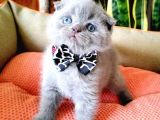 Scottish Fold Yavrular