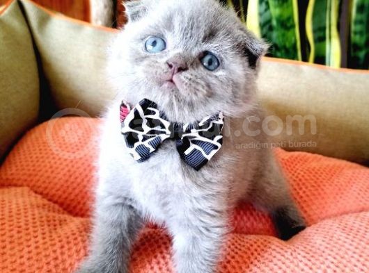 Scottish Fold Yavrular görsel