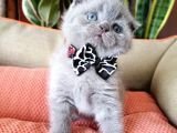 Scottish Fold Yavrular