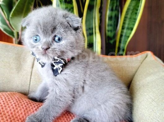 Scottish Fold Yavrular görsel