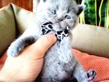 Scottish Fold Yavrular