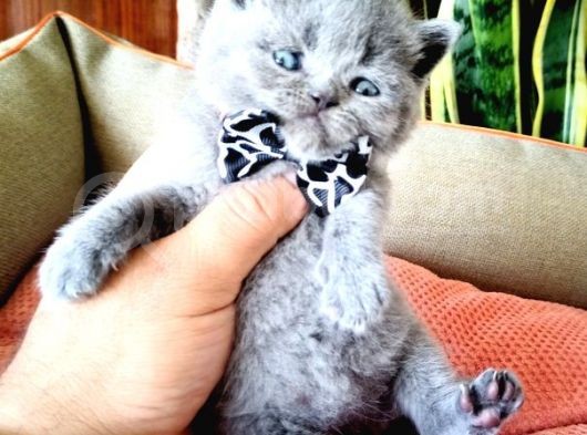 Scottish Fold Yavrular görsel